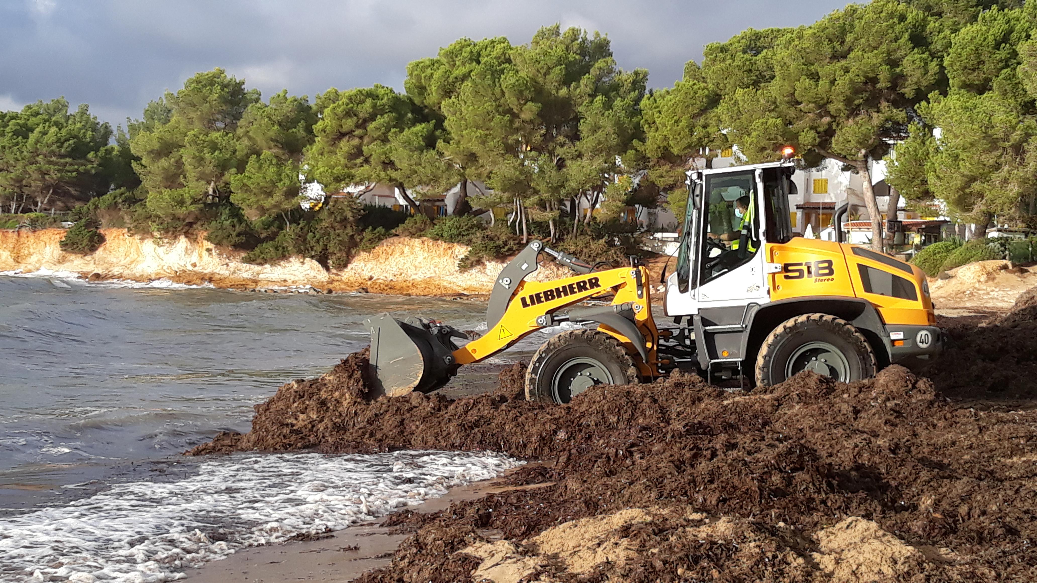 retorno posidonia