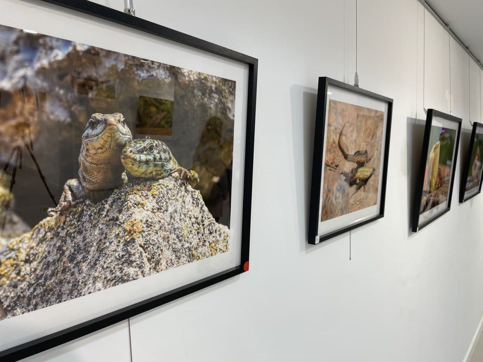 ‘Sargantanes. El temps s’acaba’, de Sebastián Candela, llega a la Sala d’Exposicions Sant Jaume 72 de Santa Eulària