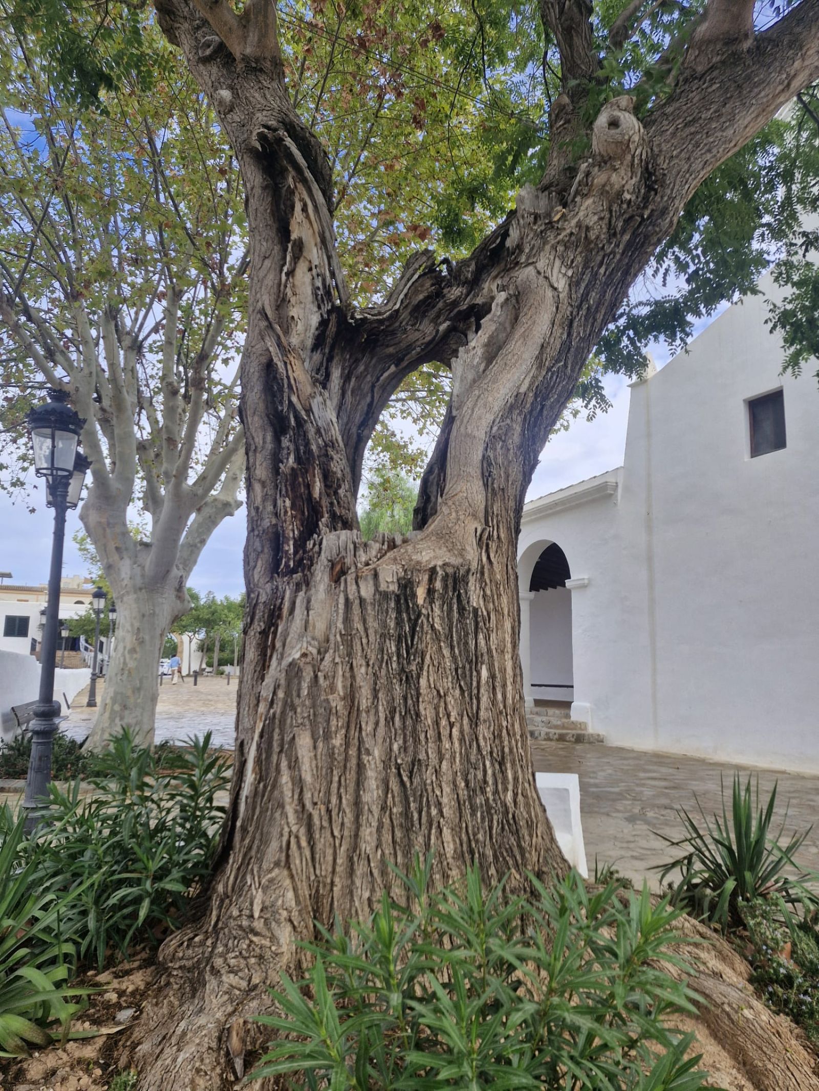 La podredumbre del tronco de una mimosa situada frente a la iglesia de Jesús obliga a su tala para evitar su caída sobre los viandantes