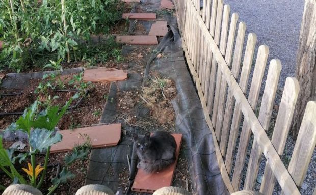 Capturados cuatro gatos en una campaña para evitar riesgos de salubridad en centros escolares y calles anexas de Santa Gertrudis