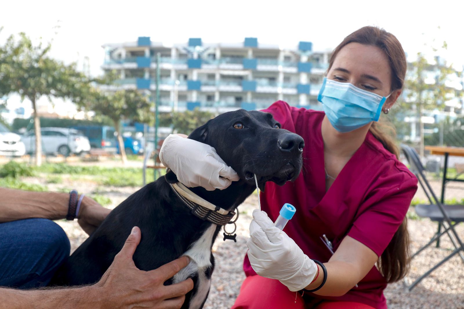 Acaba el periodo de gracia para inscribir a los perros en el censo obligatorio de ADN canino con casi 900 perros censados y más de 600 citas reservadas