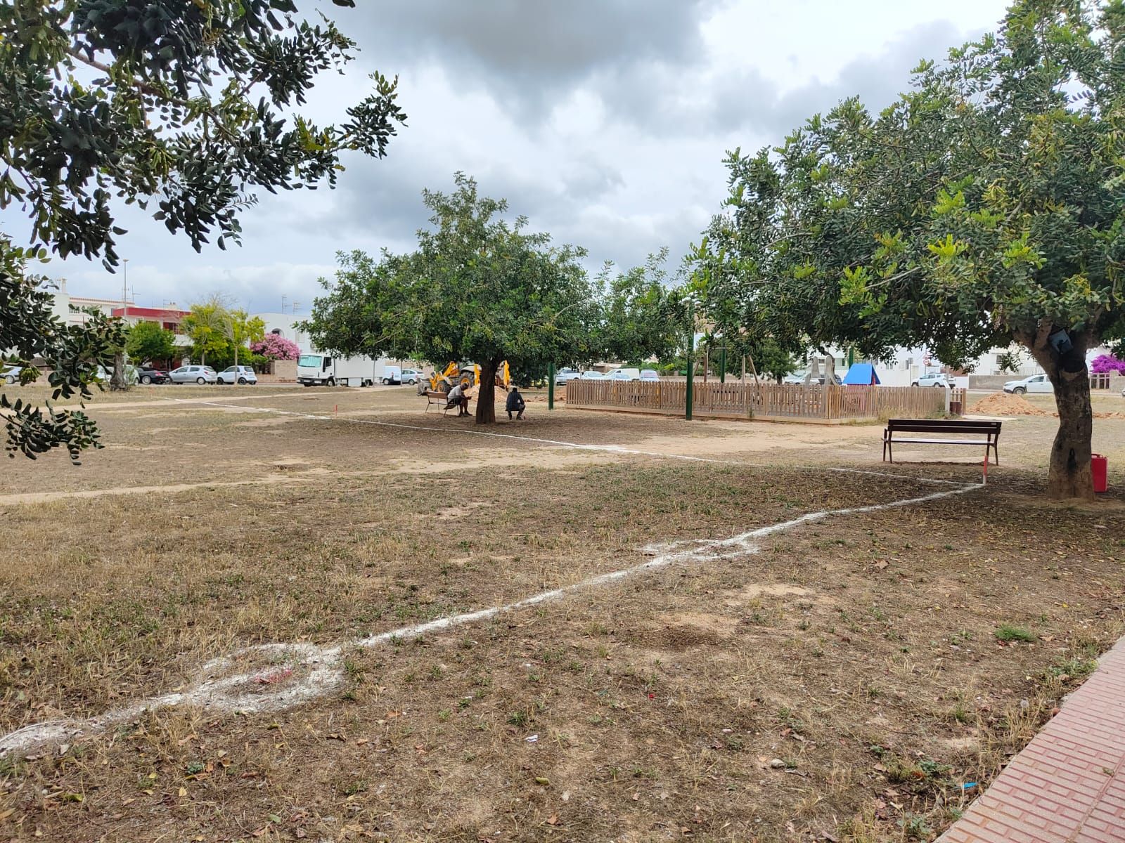 El trasplantado de tres algarrobos marca el inicio de las obras de la nueva pista de baloncesto de s’Olivera