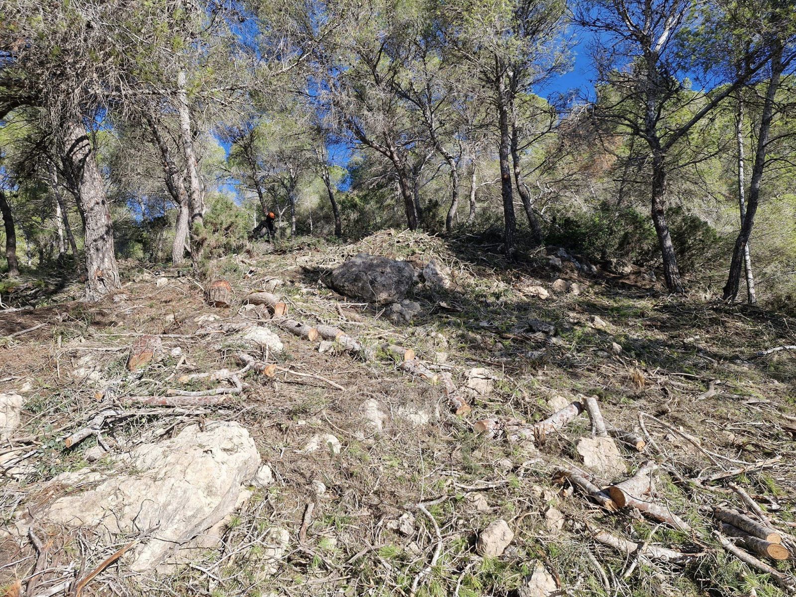 S'inicien els treballs per crear 7,6 hectàrees de faixes antiincendis per protegir es Melvins i Can Pep Simó