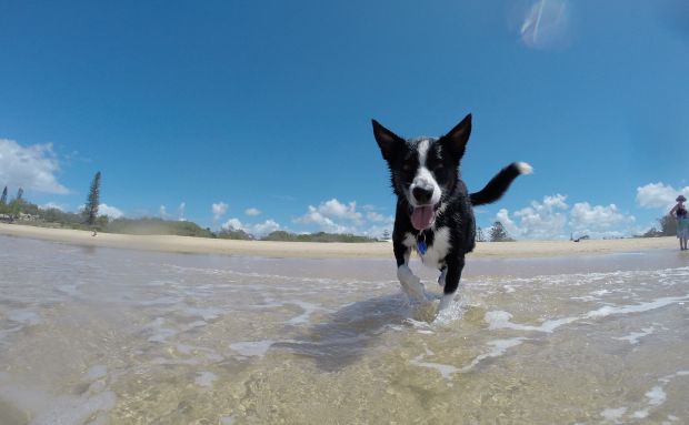 Los perros podrán acceder a las playas en invierno y será obligatorio llevar bolsas para excrementos y botellas para limpiar orines cuando paseen por espacios públicos de Santa Eulària