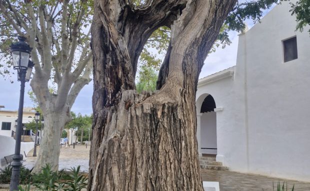 La podredumbre del tronco de una mimosa situada frente a la iglesia de Jesús obliga a su tala para evitar su caída sobre los viandantes