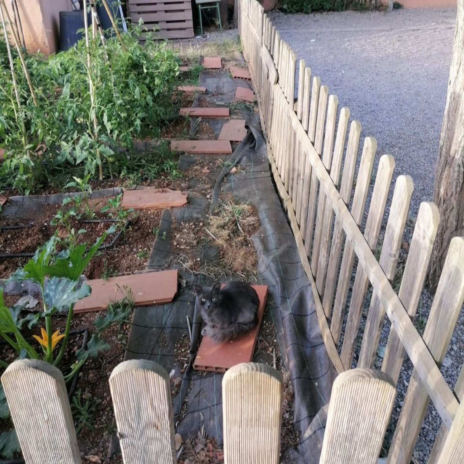 Capturados cuatro gatos en una campaña para evitar riesgos de salubridad en centros escolares y calles anexas de Santa Gertrudis