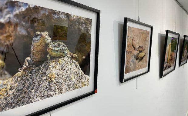 ‘Sargantanes. El temps s’acaba’, de Sebastián Candela, llega a la Sala d’Exposicions Sant Jaume 72 de Santa Eulària