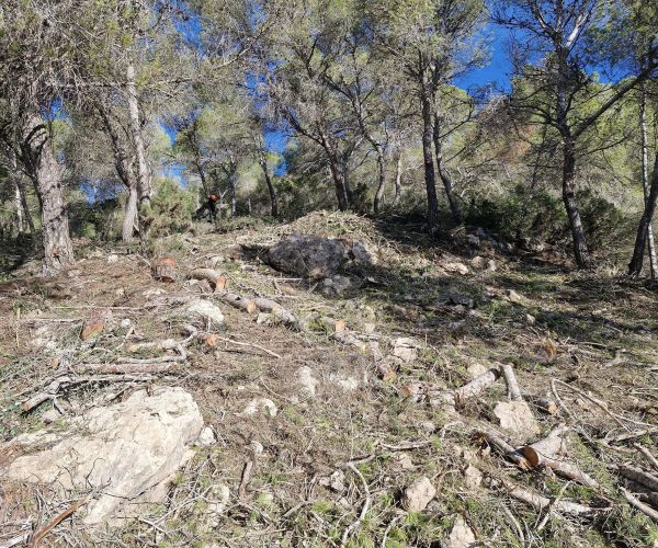 Se inician los trabajos para crear 7,6 hectáreas de fajas antiincendios para proteger es Melvins y Can Pep Simó